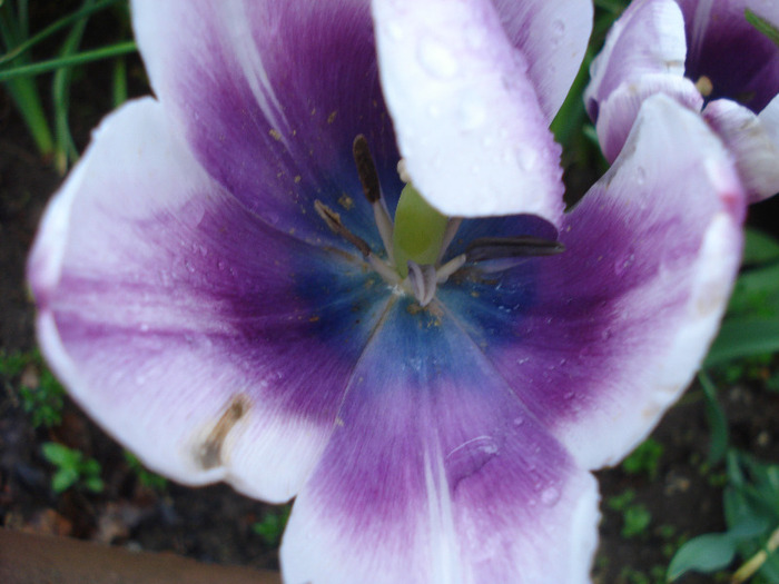 Tulipa Atlantis (2011, May 12) - Tulipa Atlantis