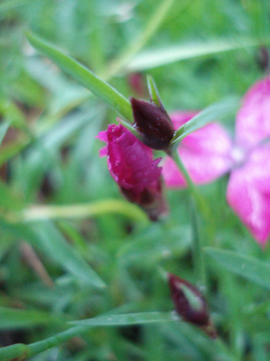 Dianthus Kahori (2011, May 12) - Dianthus Kahori