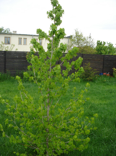 Liquidambar styraciflua (2011, May 12) - Liquidambar styraciflua