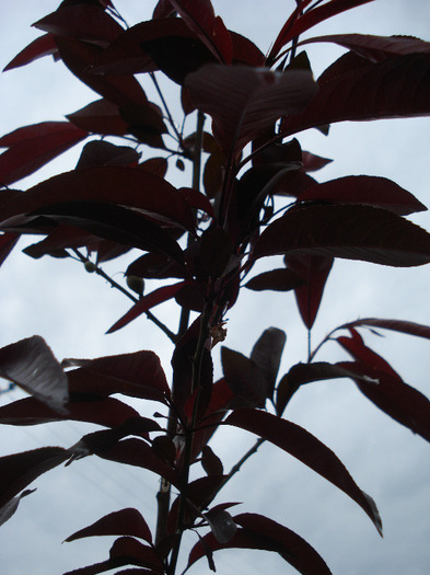 Prunus persica Davidii (2011, May 12)