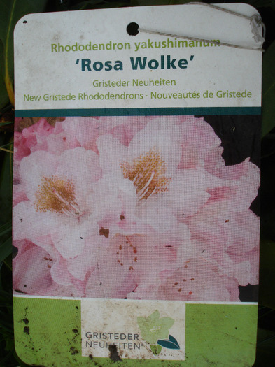 Rh. yakushimanum Rosa Wolke - Rhodo yakushimanum