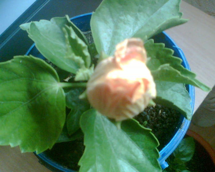 Picture 067 - Flori de la Dianadia