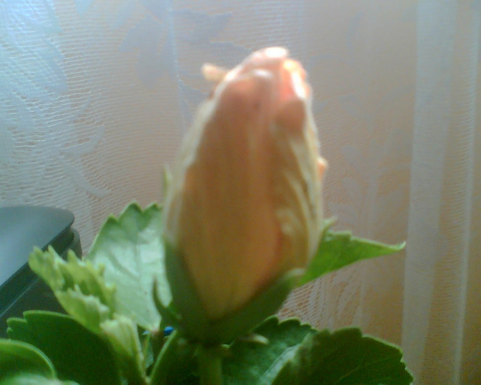 Picture 068 - Flori de la Dianadia