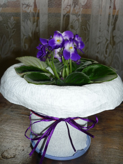 violeta daruita in 11 mai 2011 - Violete
