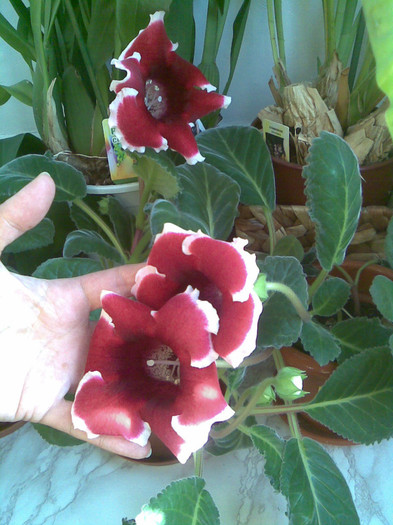 Gloxi 12.05.2011