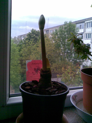 Amaryllis ROSU 12.05.2011