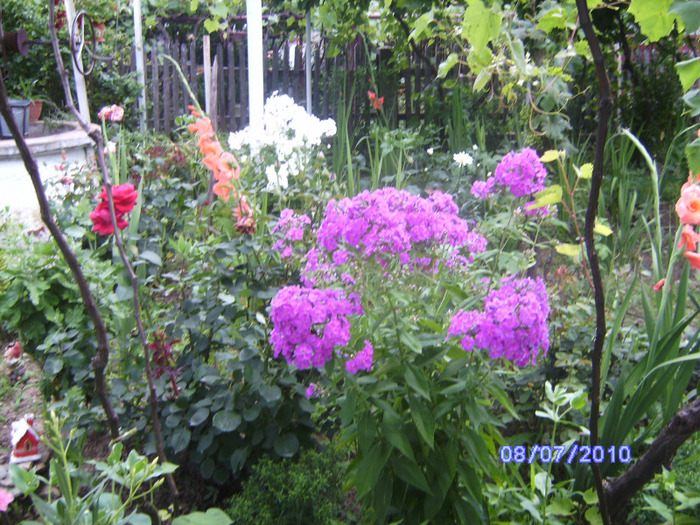 BILD6011 - flori din gradina mea