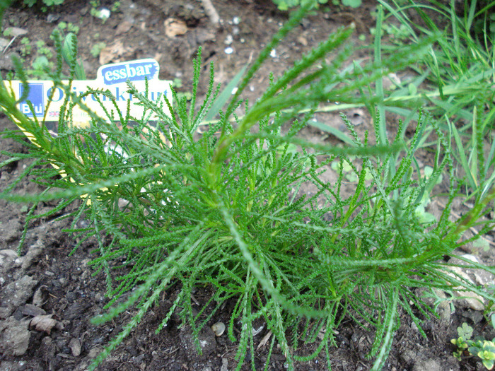 Santolina rosmarinifolia (2011, May 07) - Olive Herb_Olivenkraut