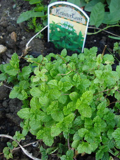 Mentha spicata (2010, May 17)