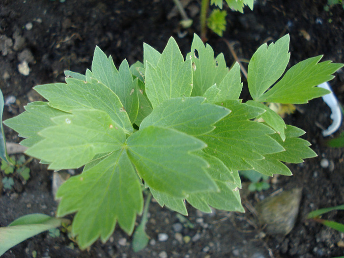 Lovage. Leustean (2010, May 17)