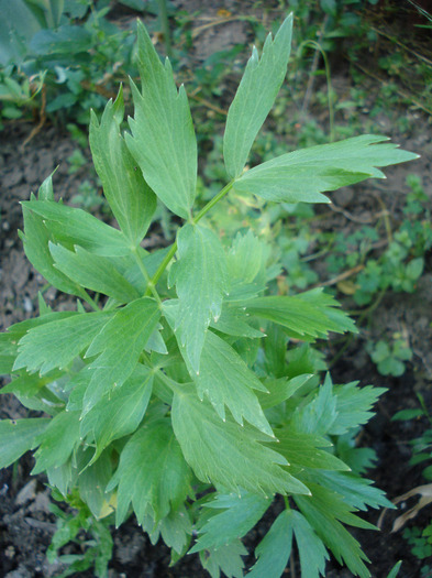 Lovage. Leustean (2010, June 05)