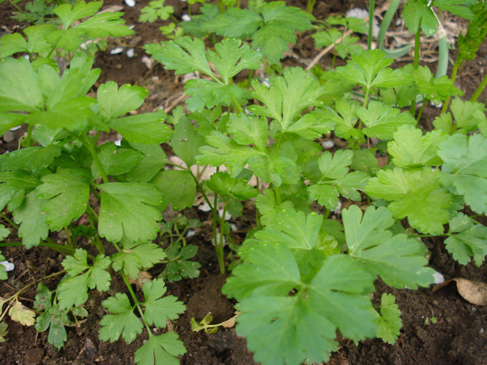 Parsley. Patrunjel (2011, April 17) - Parsley_Patrunjel