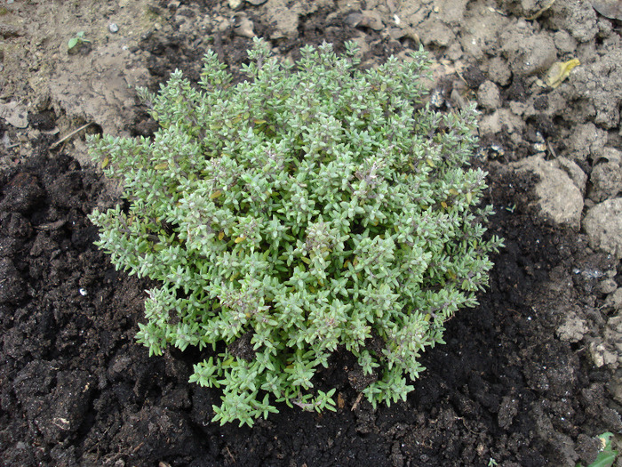 Wild Thyme (2010, March 27) - Wild Thyme_Cimbrisor