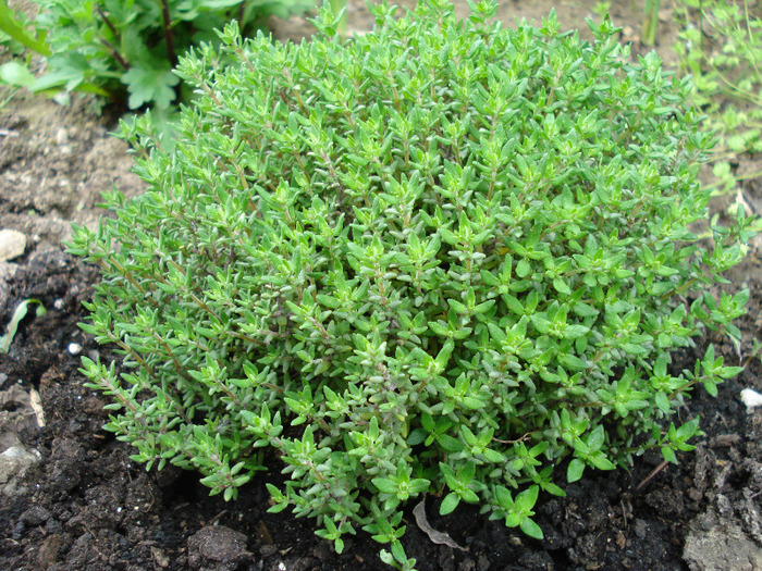 Wild Thyme (2010, April 25)