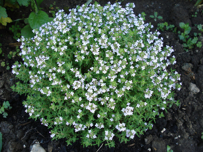 Thymus serpyllum (2010, May 17)