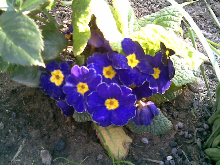 primula - Primavara 2011