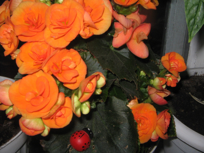 IMG_3736 - begonia