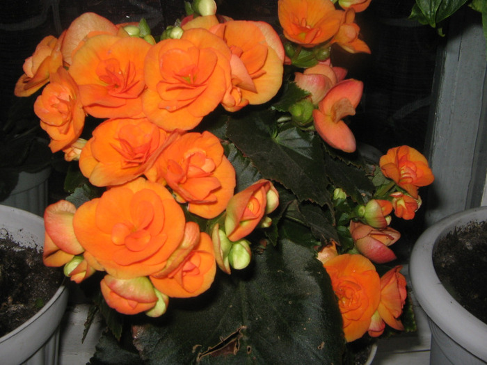 IMG_3737 - begonia