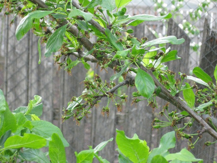 Prune in devenire