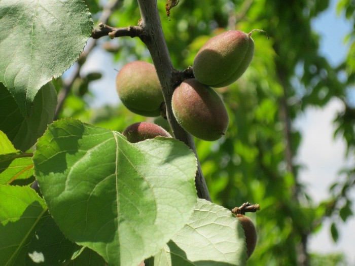 Caise - Pomisorii mei 2011