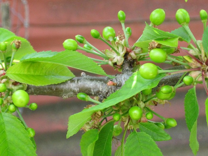 Cirese - Pomisorii mei 2011