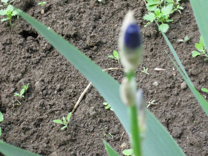 Iris - Flori in gradina 2011