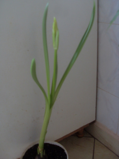  - CRIN PAIANJEN hymenocallis