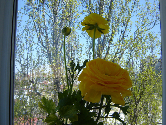 DSC03395 - florile mele 2011