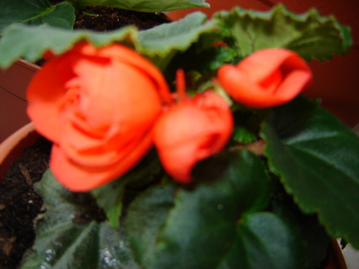 DSC03410 - florile mele 2011