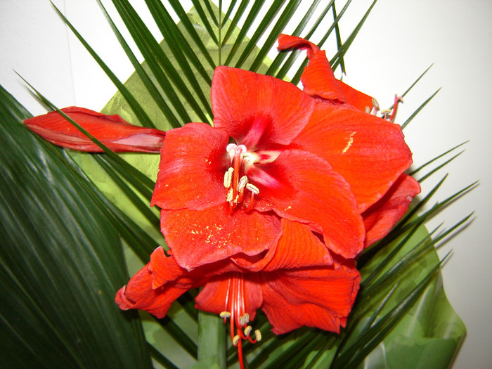 DSC03415 - florile mele 2011