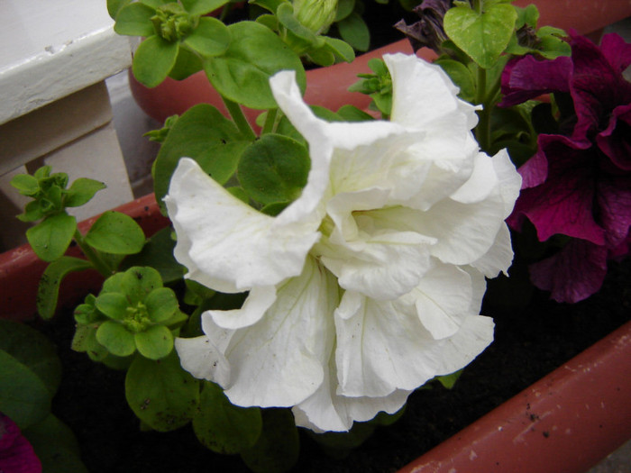 DSC03420 - florile mele 2011