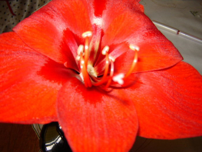 DSC03437 - florile mele 2011