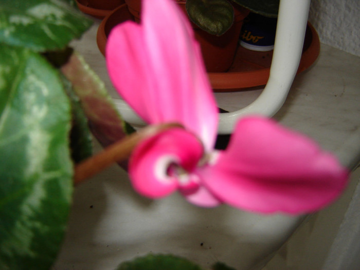 DSC03429 - florile mele 2011