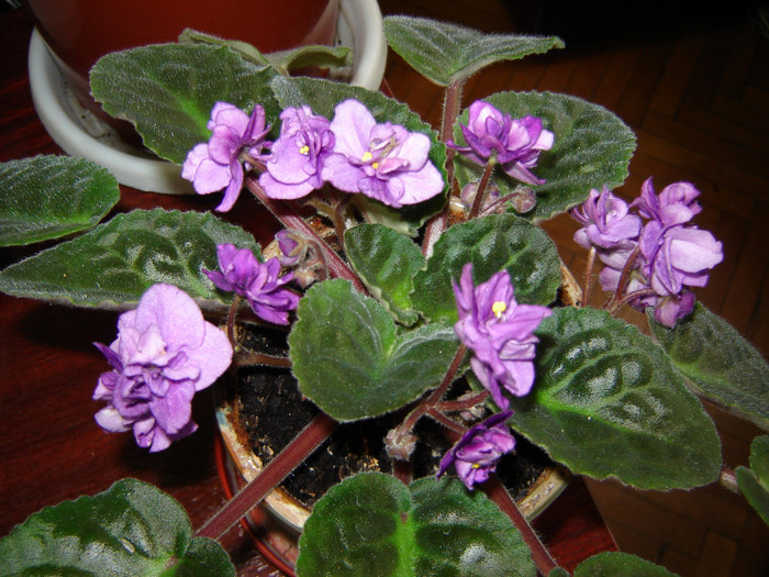 DSC03449 - florile mele 2011