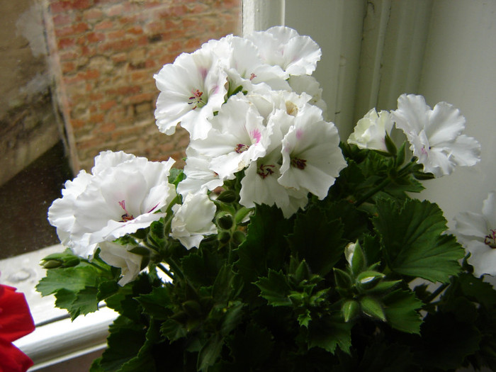 DSC03458 - florile mele 2011