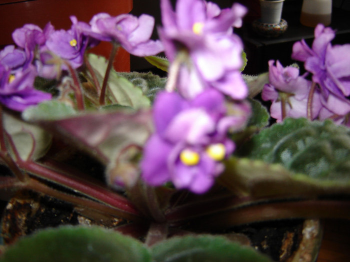 DSC03461 - florile mele 2011