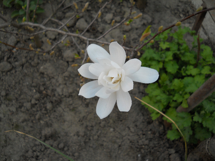 magnolia stelata - flori gradina 2011