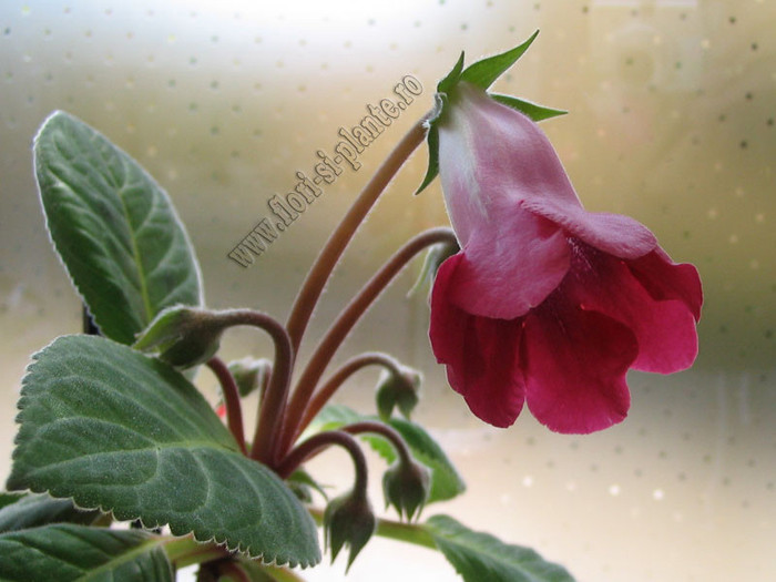Slipper red 2 - GLOXINIA _ SINNINGIA