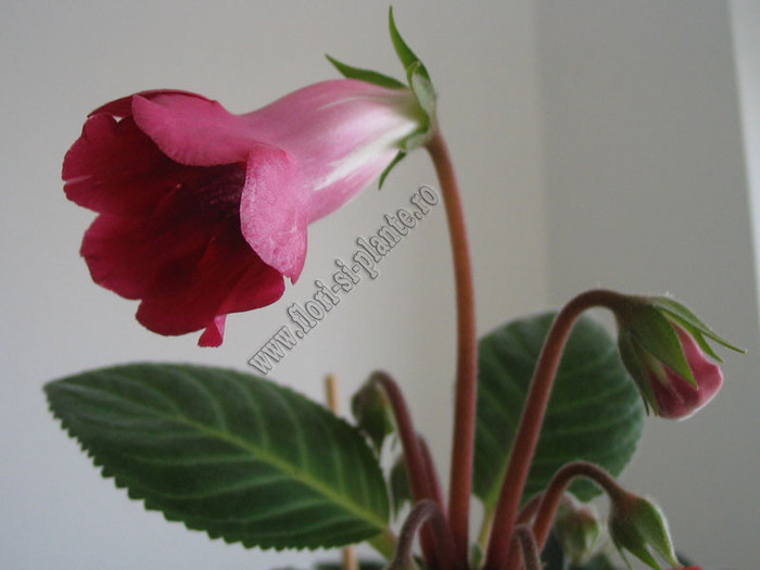 Slipper red 3 - GLOXINIA _ SINNINGIA