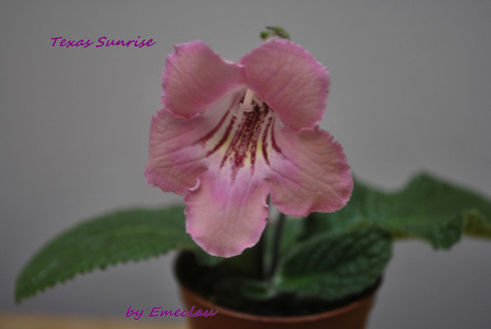 Texas Sunrise - Streptocarpus 2011