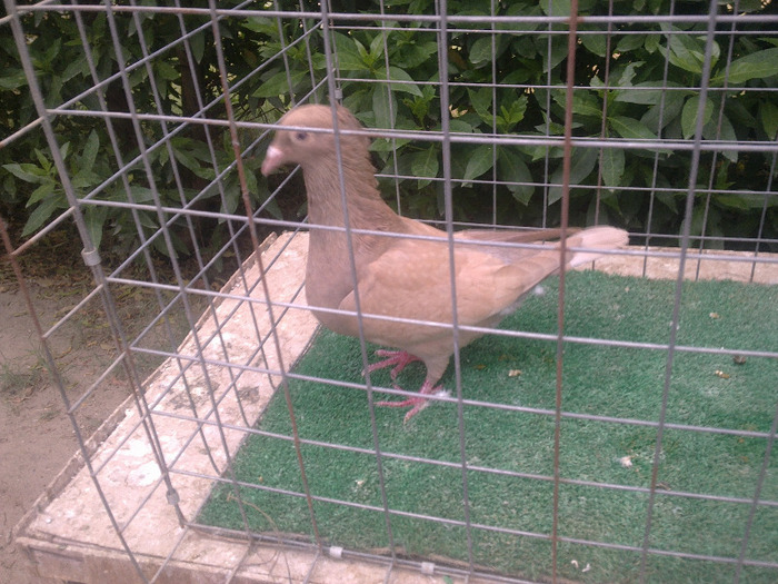 صورة١٣٤٩ - postagalamb