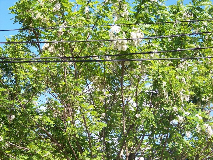100_4317 - MAI 2011