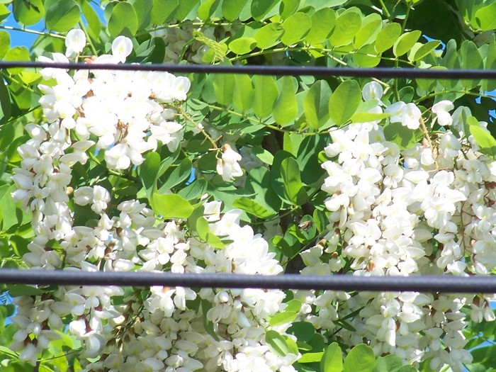 100_4320 - MAI 2011