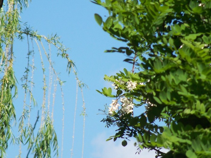 100_4321 - MAI 2011