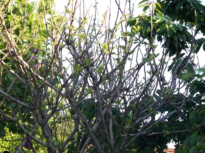 100_4357 - MAI 2011