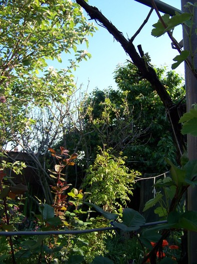 100_4375 - MAI 2011