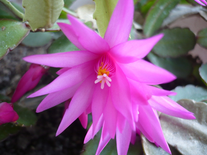 007 - schlumbergera