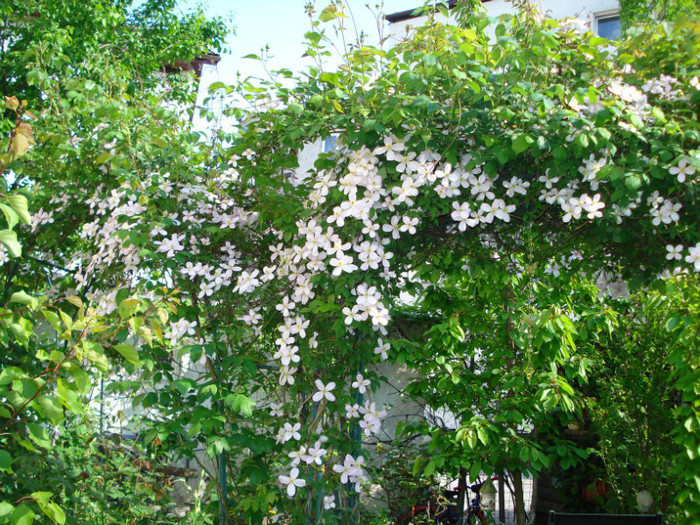 12.05.2011 - Clematis 2011