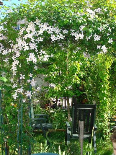 DSC04350 - Clematis 2011