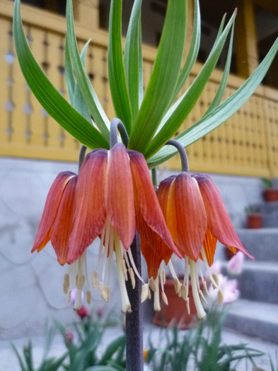 tb. sa fie ROSUUUU (4 mai 2011) - Fritillaria Imperialis